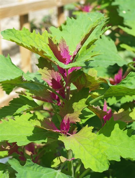 Tree Spinach | Jeremy Bartlett's LET IT GROW blog