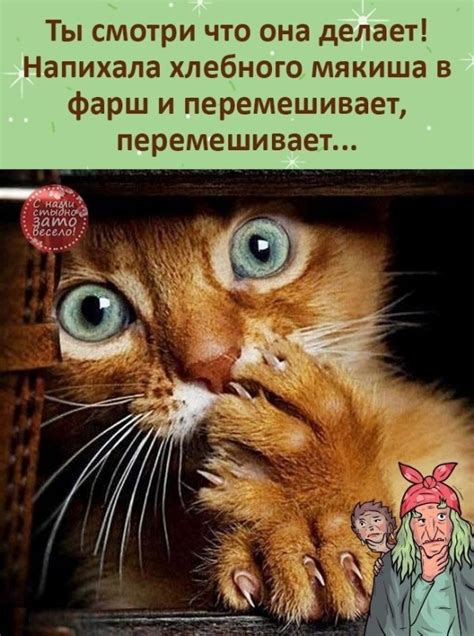 Create meme "scared cat, cats are funny, kitty " - Pictures - Meme ...