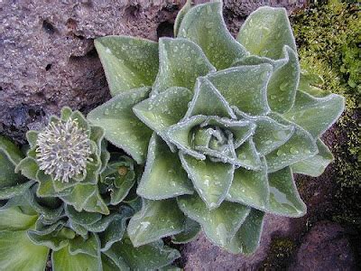 Genetic Jungle: The Kerguelen Cabbage