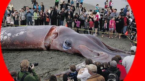 A colossal 5-ton giant squid has been found washed up on the coast ...