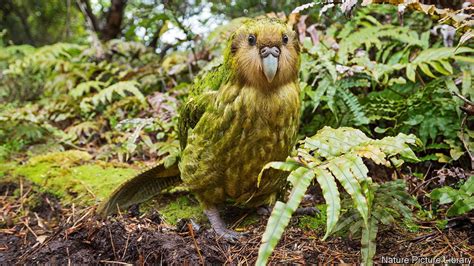 How the kakapo beat the genetic odds