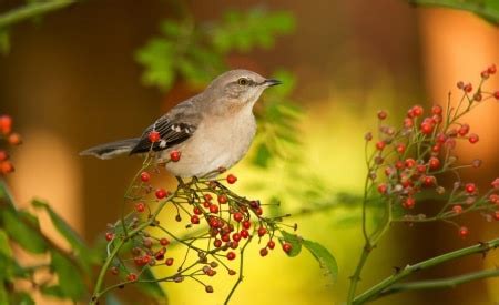 A-Fall-Bird-Migration – Macon County Conservation District