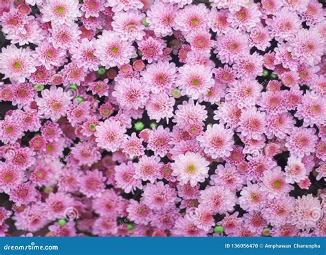 Top View Huge Colorful Pink Chrysanthemum Flowers Group Blooming in ...