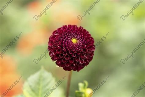 pink dahlia flowers in the garden (2248525)