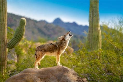 El coyote, temido y admirado desde la época prehispánica - Matador Español