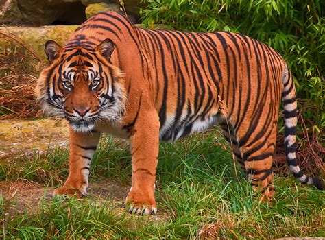 Sumatran Tiger (Panthera tigris sumatrae) by Alfie_P | ePHOTOzine