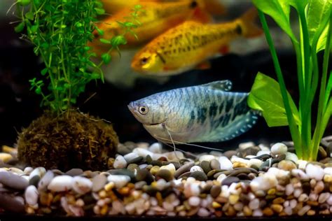 Gourami Tank Mates: 13 Species That Are Friendly With This Fish