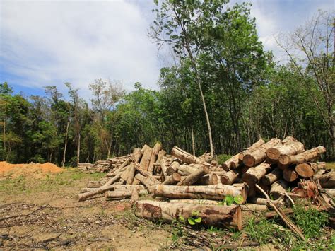 DRC: Butanisation, a solution to reduce deforestation | Afrik 21