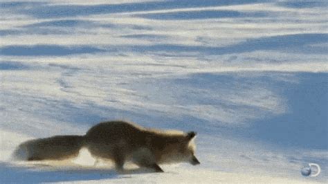 Fox Funny GIF - Fox Funny Lol - Discover & Share GIFs