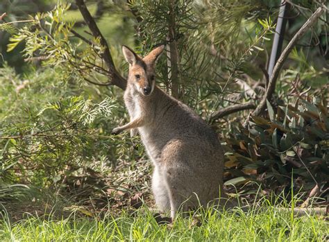 Pin on Wallaby Wallaroo