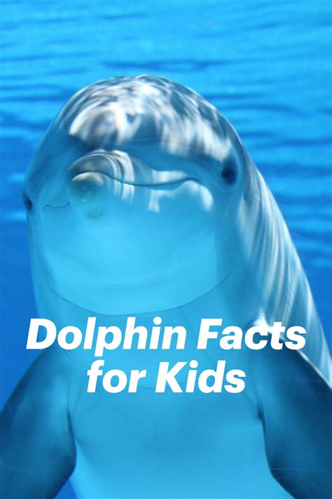 Hey kids! Did you know that dolphins were marine mammals or that they echolocation? Want to ...
