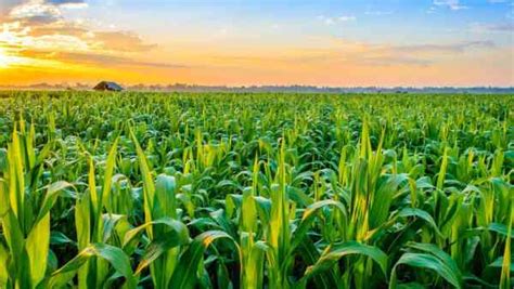 Top 10 Agriculture Companies in Punjab 2024 - Ranking & Update