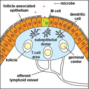 BIOL 230 Lecture Guide - Peyers Patch