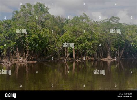 The low, tannin-stained lagoon waters off Brazil's Amazon River tributaries are usually full of ...