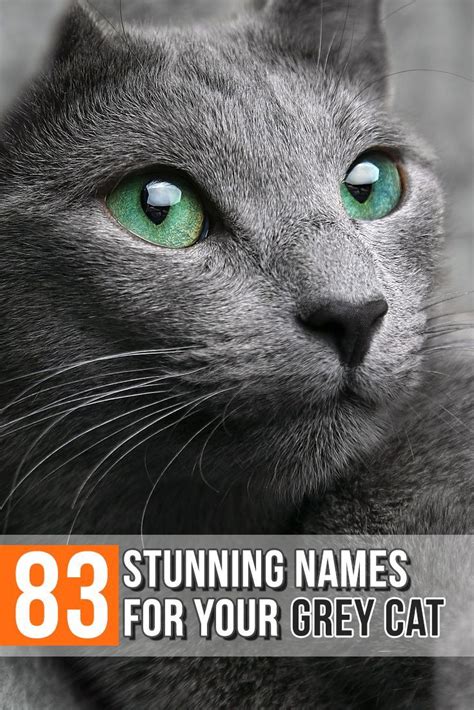 Gray Cat Names: 83 Amazing Names For Your Ash Baby! | Grey cat names, Grey cats, Kitten names girl