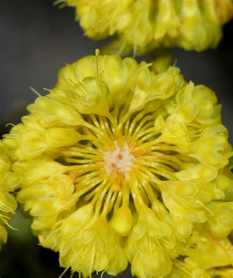 Sulphur Flower | Bower & Branch