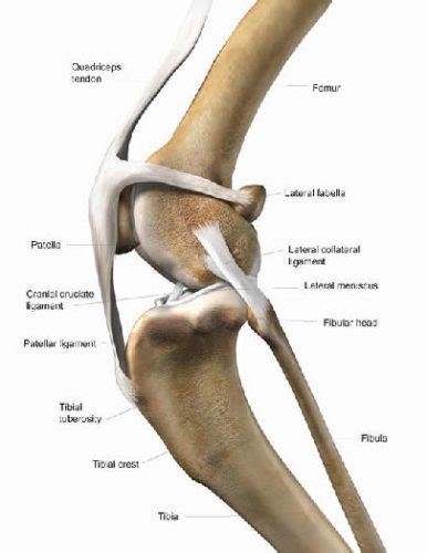 Cruciate Disease in Dogs - Waverley Animal Hospital | Waverley Animal ...