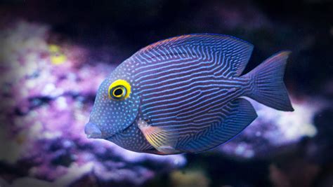 Premier Aquarium Store in Charlotte, North Carolina Hawaii Fish - UPDATE Premier Aquarium Store ...