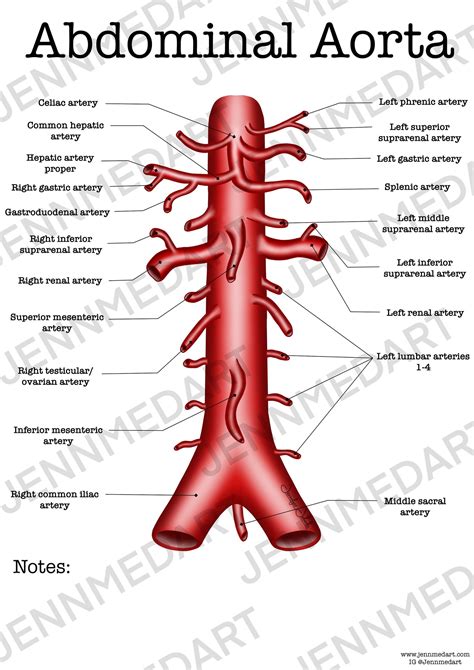 Abdominal Aorta Anatomy Worksheet Single FILLED Digital Download Human Anatomy Chart Learning ...