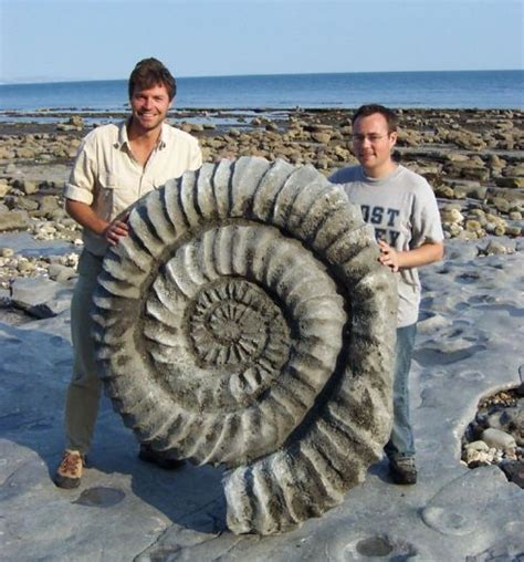 A Fascinating Cephalopod Discovery - ferrebeekeeper