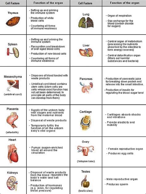 Organ Systems And Functions Chart | Images and Photos finder