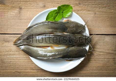 2,456 Catfish Large Images, Stock Photos & Vectors | Shutterstock