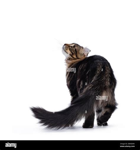 Adorable black tabby blotched American Curl cat kitten, walking away ...