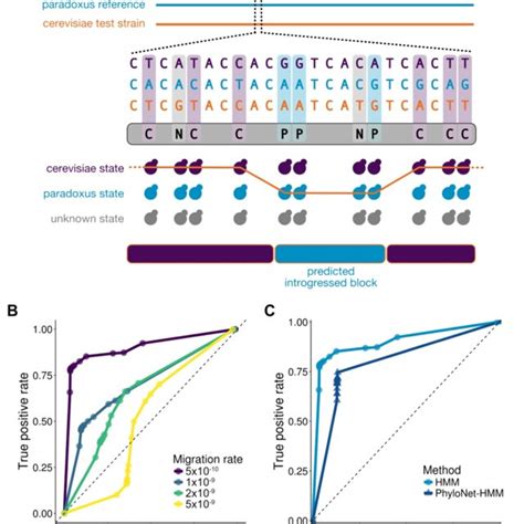 The impact of introgression on overall diversity and phylogenetic... | Download Scientific Diagram