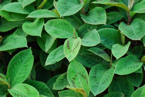 Persicaria virginiana (Jumpseed, Knotweed) | North Carolina Extension Gardener Plant Toolbox