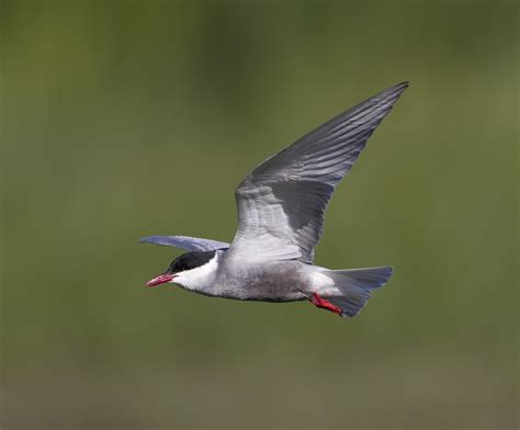 pewit: a few Whiskered Terns