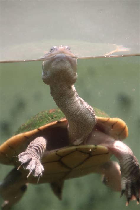 Snake-Necked Turtle – Clyde Peeling's Reptiland