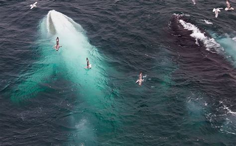 These 12 Albino Animals Are So Beautiful, It's Hard to Believe They're Real