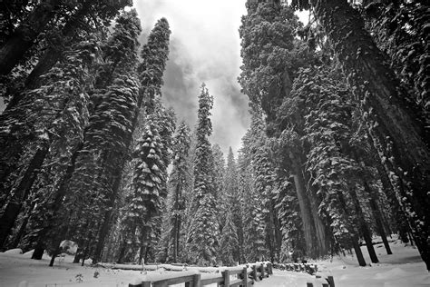 Winter in Sequoia National Park | Stefan Barycki | Flickr