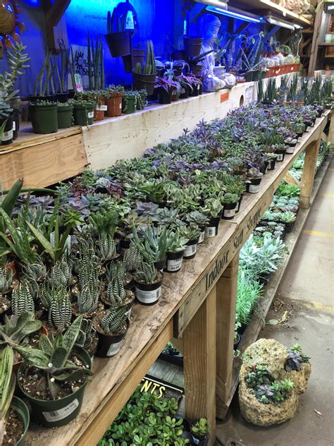 One of my favorite local succulent nurseries : r/succulents