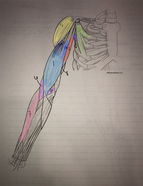 Anterior Arm Muscles Diagram | Quizlet