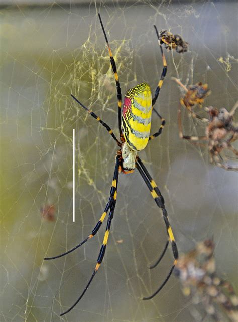 UGA scientists confirm first North American record of East Asian Joro spider - UGA Today