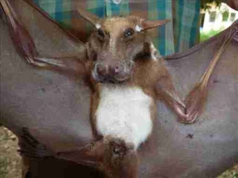 African Fruit Bat Looks Like A Dog With Wings - The Dodo