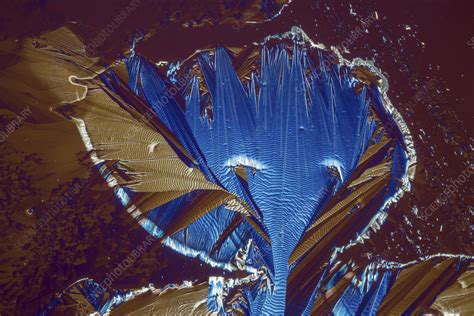 Caffeine crystals, light micrograph - Stock Image - C045/9641 - Science Photo Library