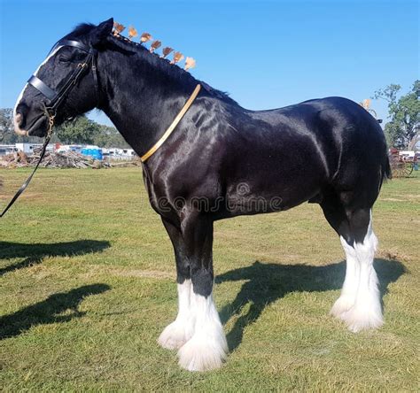 Black Clydesdale Heavy Horse with White Feet Stock Image - Image of standing, black: 190182099