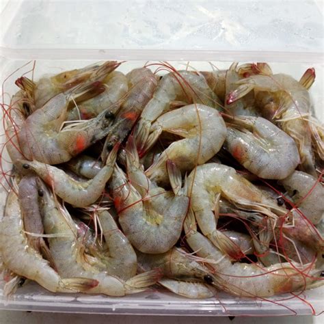 Jual Udang VANAME Segar / Udang Vaname Size Sedang - 500gr - Jakarta ...