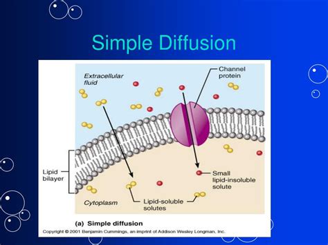 PPT - Membrane Dynamics PowerPoint Presentation, free download - ID:653200