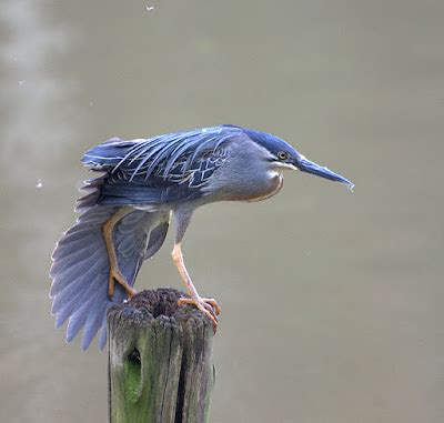 Bhutan wildlife - pictures | Holiday travel and tourism