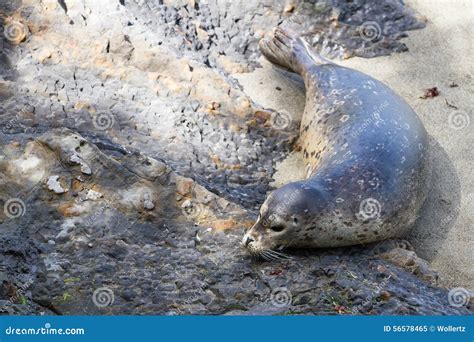 Earless seal stock image. Image of closeup, ocean, west - 56578465