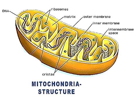 Mitochondria Diagram