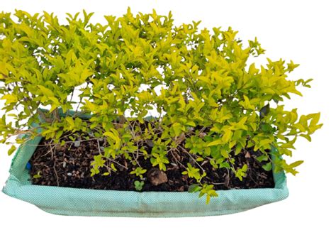 Duranta Gold (Sheena's Gold) Hedge 75x30cm – Gardenvale