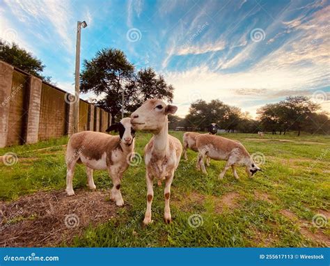 Dorper Sheep Lamb in the Farm Stock Image - Image of farming, outdoors ...