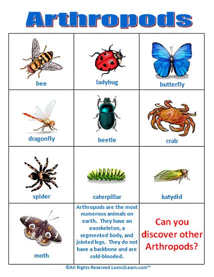 ARTHROPODS | Our 6th grade Blog