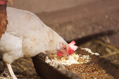 Organic Chicken Feed: What to Know Before Buying