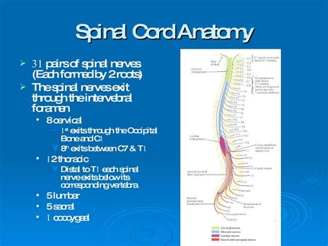 Intramedullary Spinal Cord Tumors