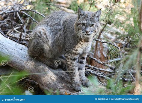 Bobcat hunting stock image. Image of wildlife, national - 82303669